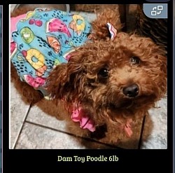 Lucy  Toy Poodle 6lbs litter 2025 F1b Cavapoo