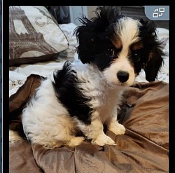 Cavapoo Sabastian