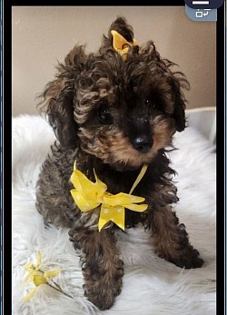 TOY POODLE