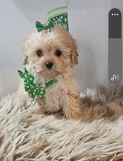 Toy Cavapoo