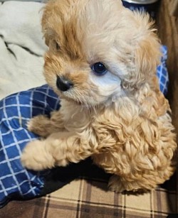 Tea Cup Cavapoo