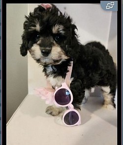 Shihpoo