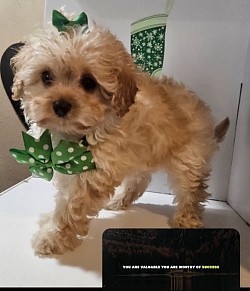 Cavapoo Ckc Female ELIZABETH ADPOTED