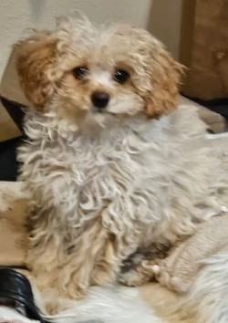 Toy Cavapoo Brooklyn ADOPTED