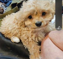 Toy Cavapoo UNAVAILABLE