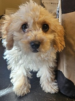 ROW 3 Cavapoo Ckc  Male Hudson HOLD