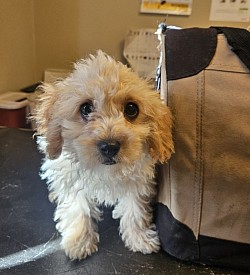 Cavapoo Ckc F1B  Male Hudson
