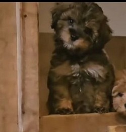 Cavapoo MAXWELL ADOPTED