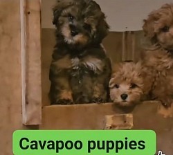 CAVAPOO SHIHPOO F1B CKC MAXWELL ADOPTED