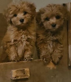 Cavapoo LEVIS Adopted