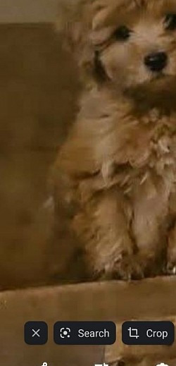 Cavapoo ARIEL ADOPTED