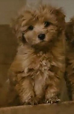 Cavapoo ARIEL ADOPTED