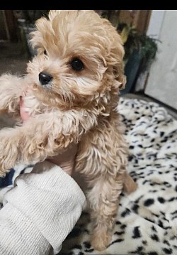 Tea Cup Cavapoo  Princeton Available