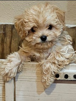 Cavapoo F1B CKC PRINCETON