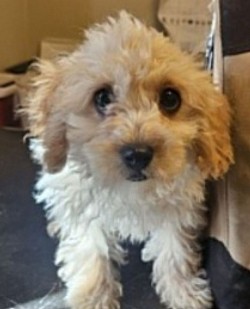 Cavapoo CKC  F1B Houdson Available