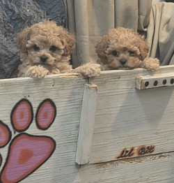 Queens Oliva  TINY CAVAPOO FB2