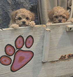 Cavapoo tiny females.    Estimate weight 6lb