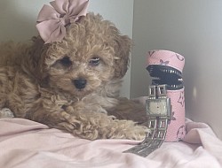 LIVY TINY CAVAPOO F1B
