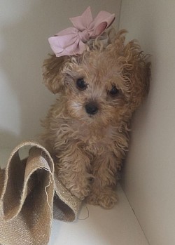 SCARLET TINY CAVAPOO F1B