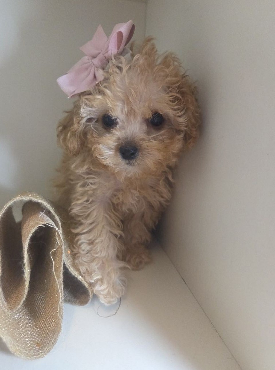 TINY CAVAPOO ADOPTION AVAILABLE