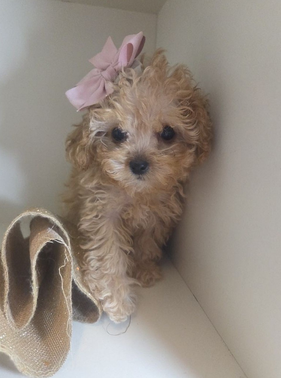 TINY CAVAPOO ADOPTION