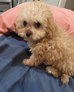 ELLA
