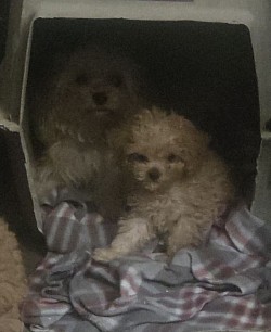 Cavapoo tiny females.    Estimate weight 6lb