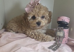 Cavapoo  Livy ADOPTED