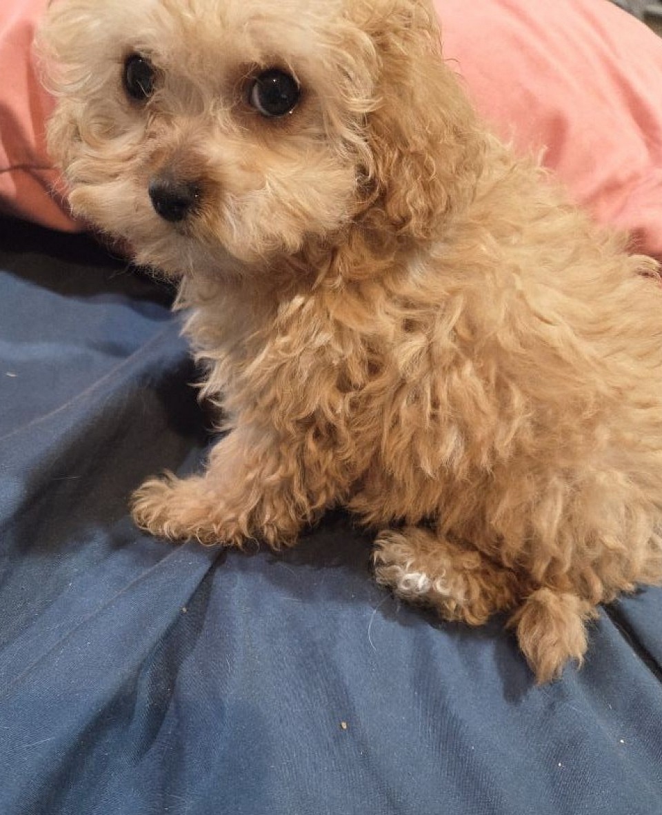 ELLA