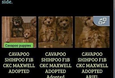 Cavapoo Shihpoo & Toy Poodle