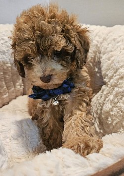 BUDDY GREEN EYES Cavapoo F1B 8 weeks uptd shots CKC