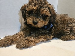 MAX CAVAPOO F1B