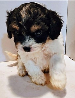Belle Female Cavapoo Shihpoo Toy Poodle CKC