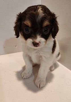 Penny Female 7 weeks UPTD VAC. Cavapoo Shihpoo Toy Poodle CKC