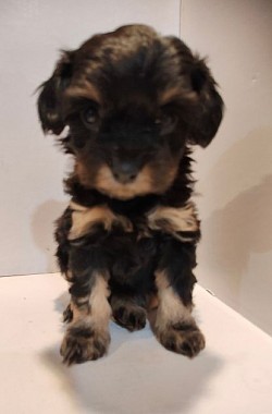 Maya Female 7 weeks Cavapoo Shihpoo Toy Poodle CKC  7 weeks UPTD VAC