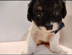 SNOOPY  Male 7 weeks Cavapoo Shihpoo Toy Poodle CKC  7 weeks UPTD VAC