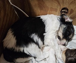 JAX Male Cavapoo Shihpoo CKC