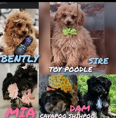Parents of litter 2 CAVAPOI SHIHPOO TOY POODLE