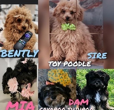 Parents of litter 2 CAVAPOI SHIHPOO CKC BRED WITH A TOY POODLE
