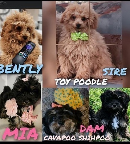 PARENTS  CAVAPOO SHIHPOO 6LBS AND 9LBS LITTER 1