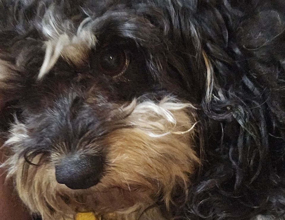 Cavapoo litter F1 AND LITTER F1B 2025