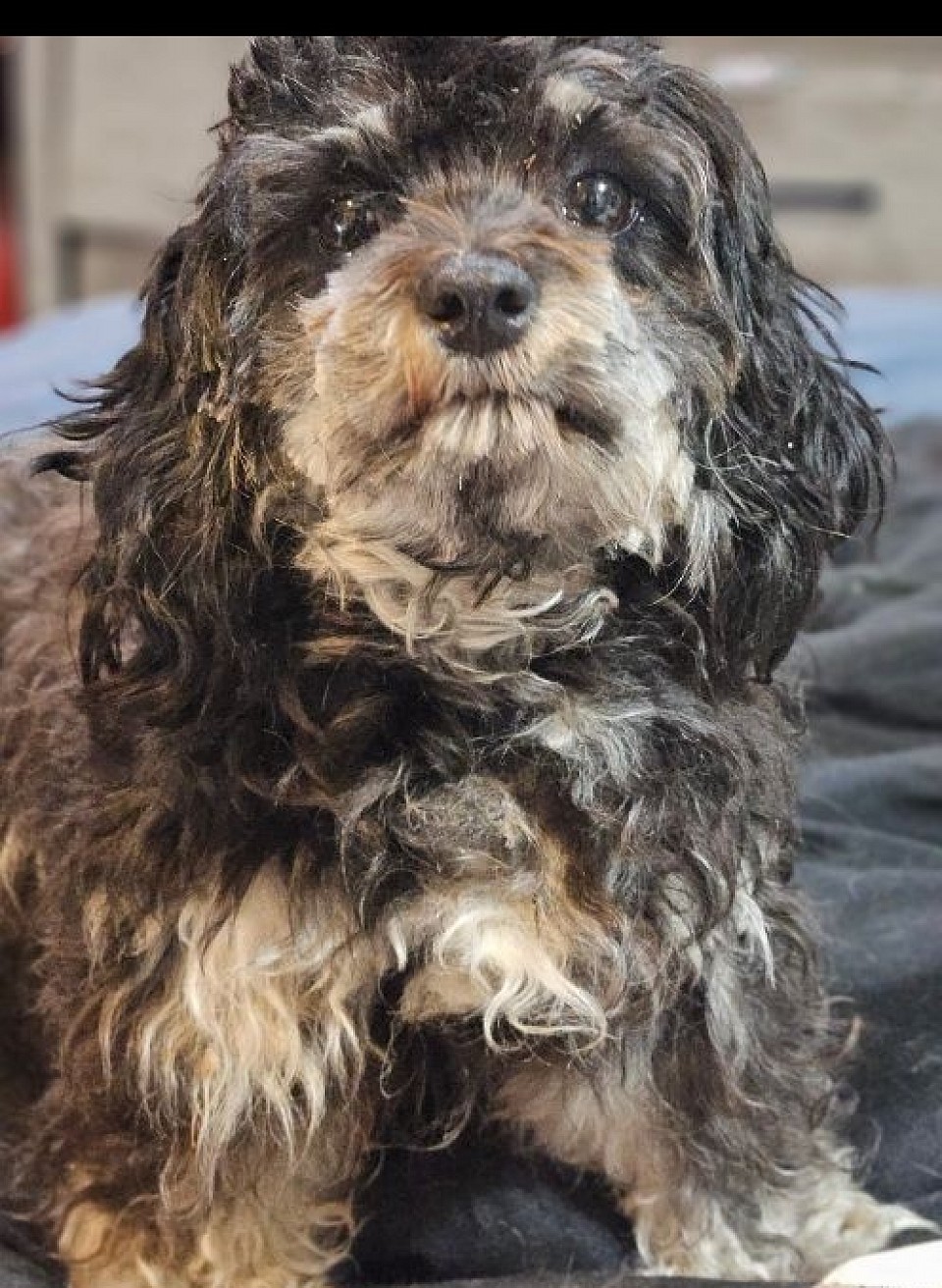 Dam Shihpoo Cavapoo 1st litter 2025