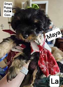 Maya Female 7 weeks Cavapoo Shihpoo Toy Poodle CKC  7 weeks UPTD VAC