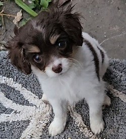 Penny 1 female the runt and so humble and queit and good.