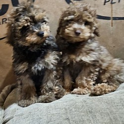 CAVAPOO F1B  Unavailable