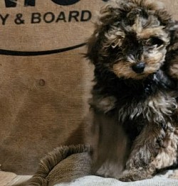 MAX      maxwell coffee