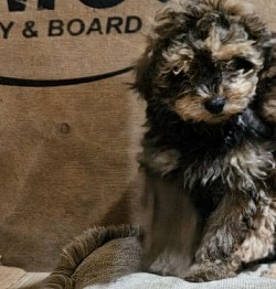 MAX      maxwell coffee  ADOPTED