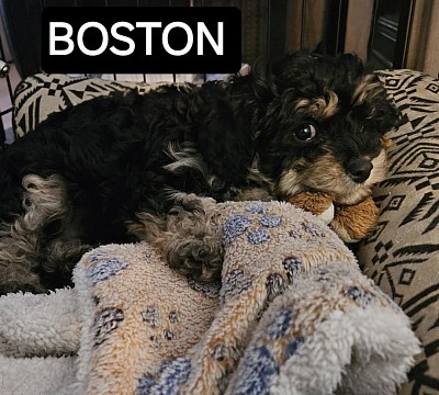 Cavapoo F2 Boston