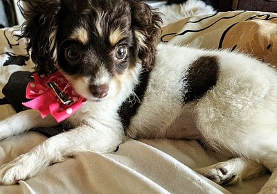 PENNY Cavapoo Shihpoo CKC