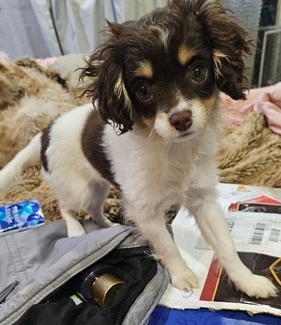 PENNY Cavapoo Shihpoo CKC